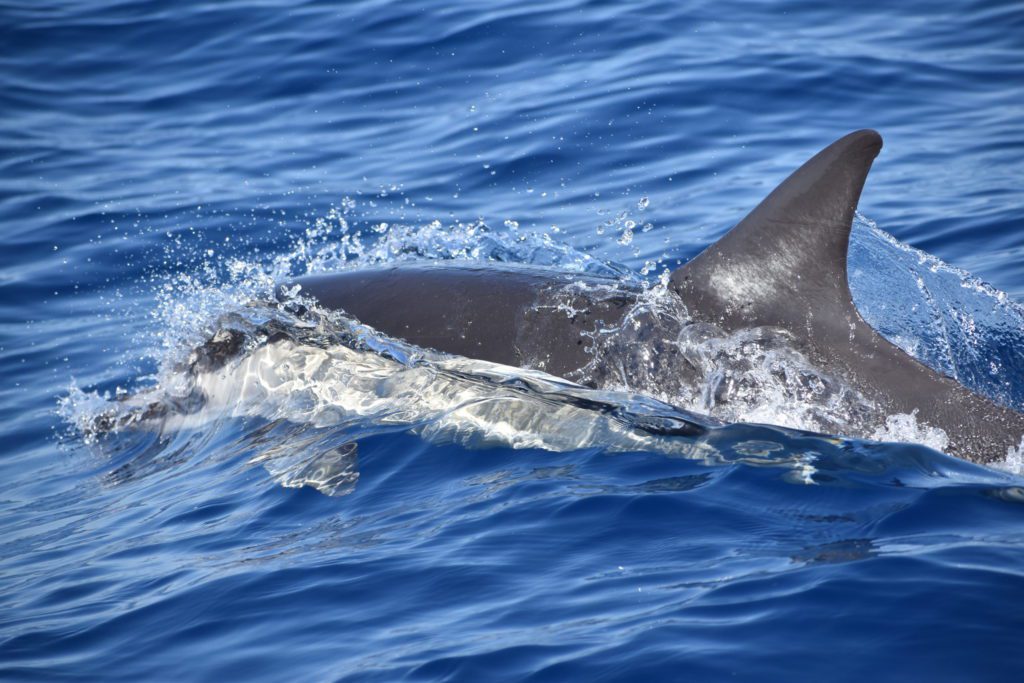 whale wise eco tours tenerife