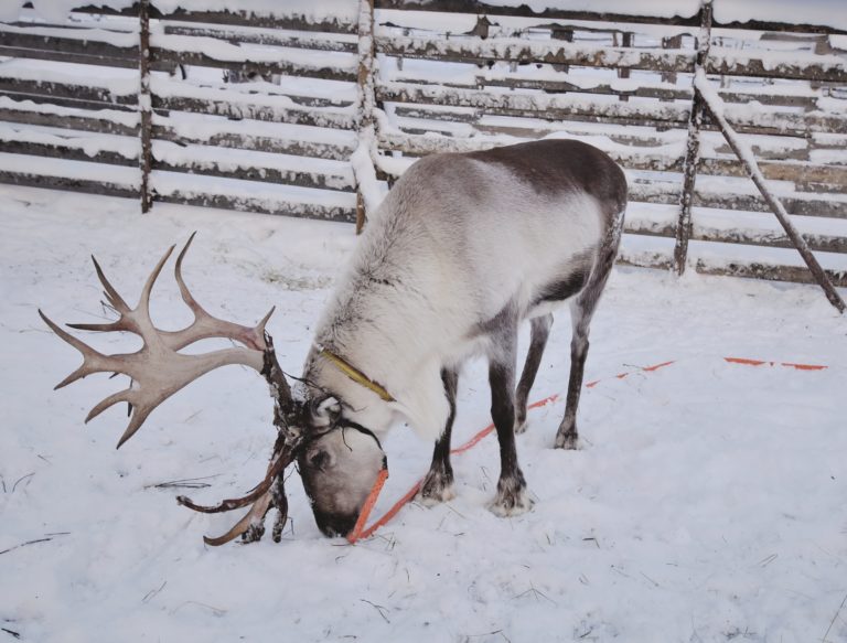 reindeer in lapland