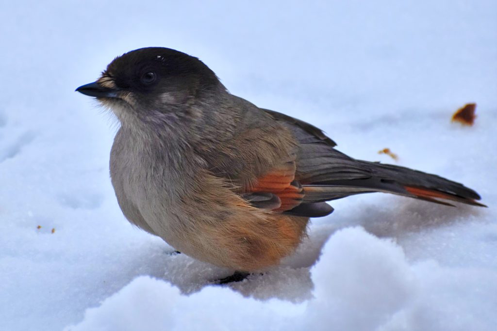 siberian jay