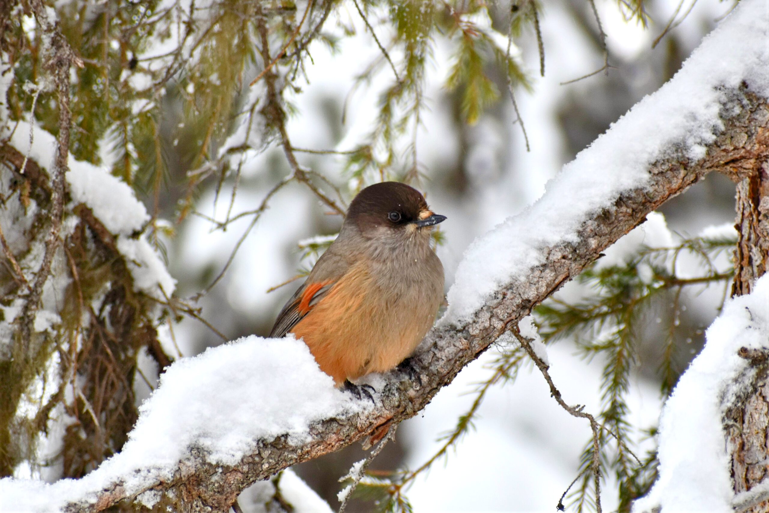 Siberian jay lapland