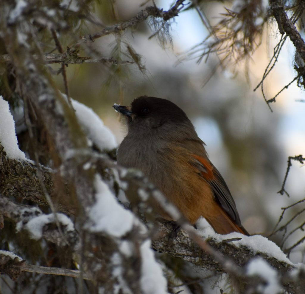 Siberian jay photo gallery