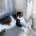 cats of the cyclades