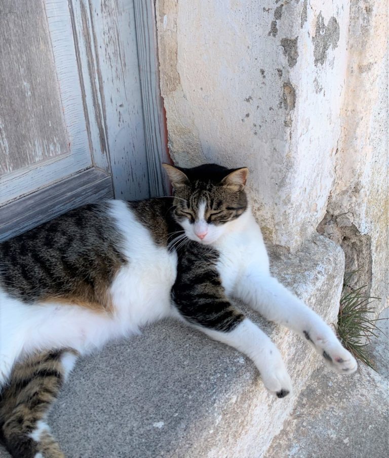 cats of the cyclades