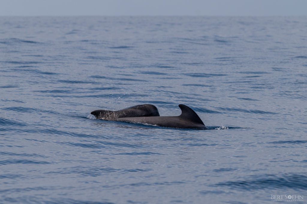 whale wise eco tours