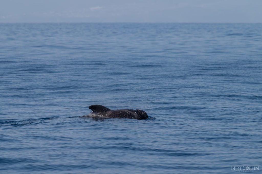 whale wise eco tours