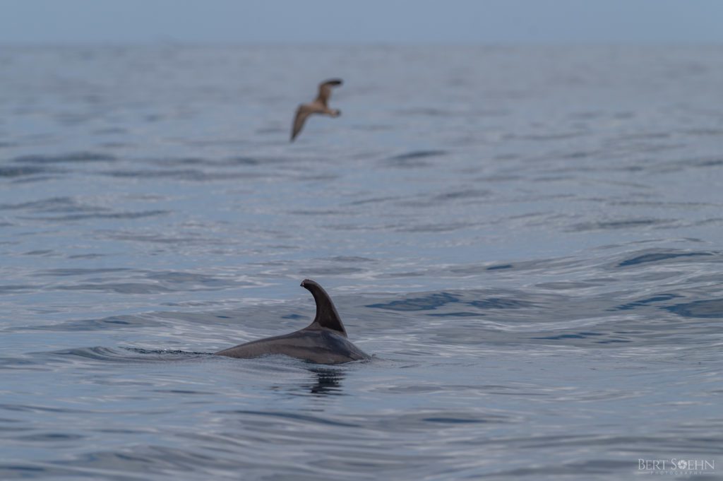 whale wise eco tours