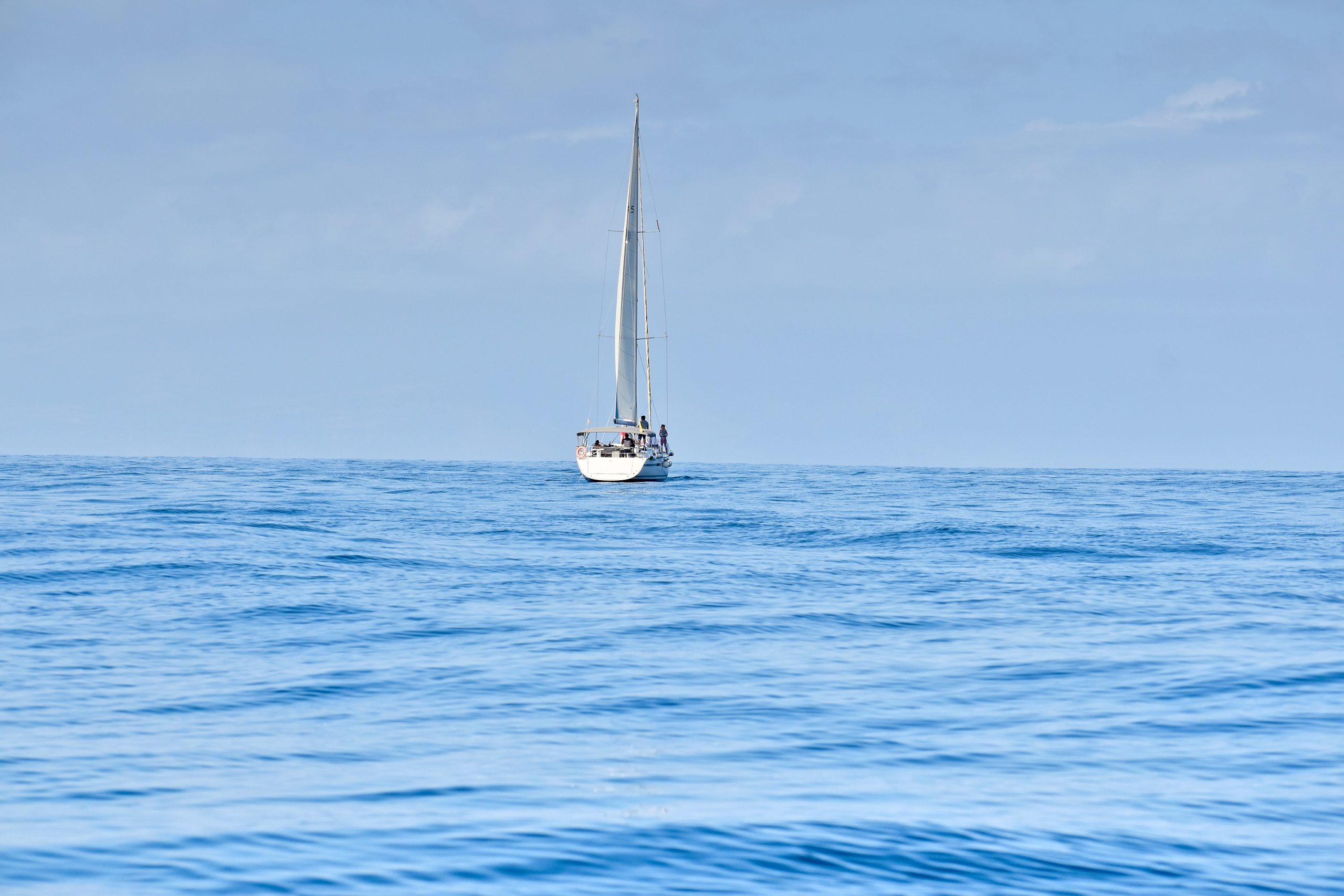 whale watching tour tenerife