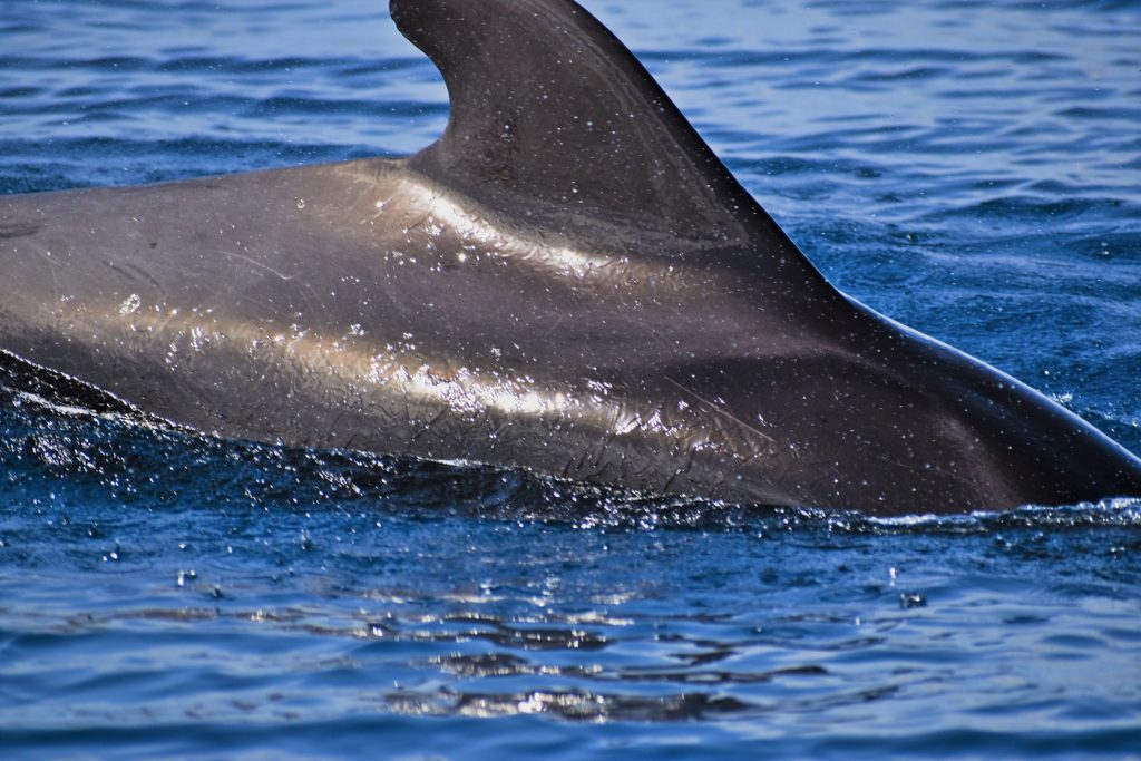 whale wise eco tours tenerife