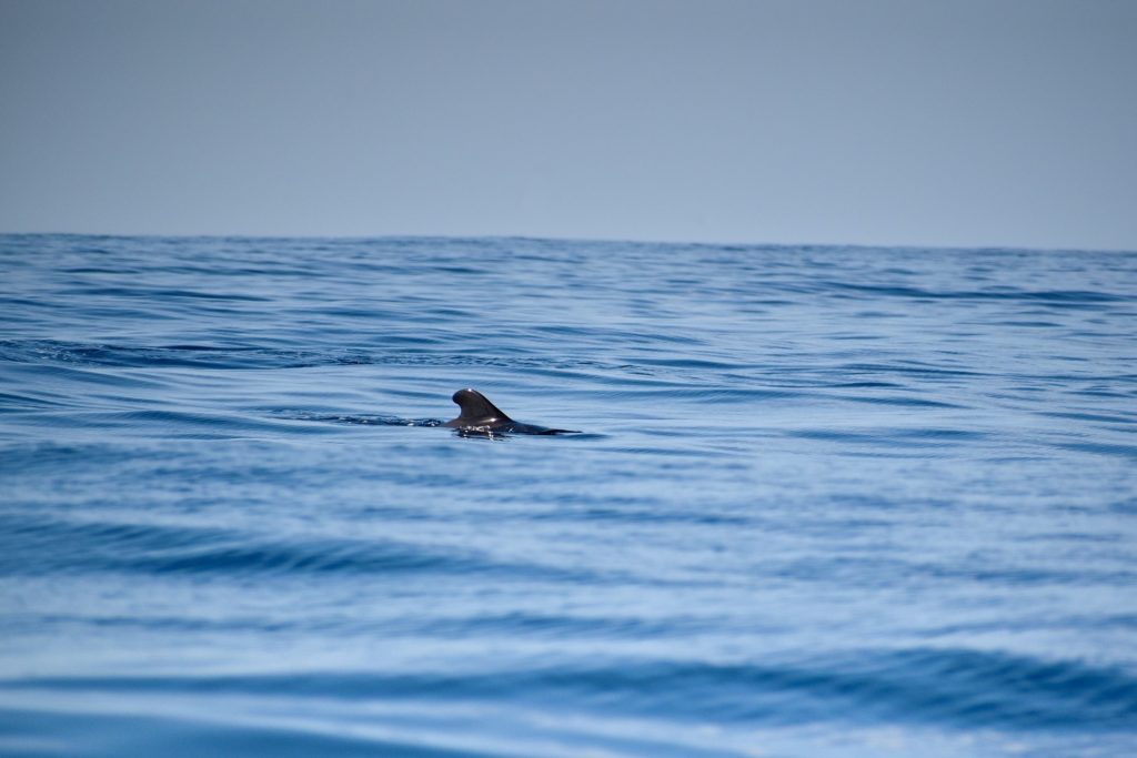 whale wise eco tours tenerife