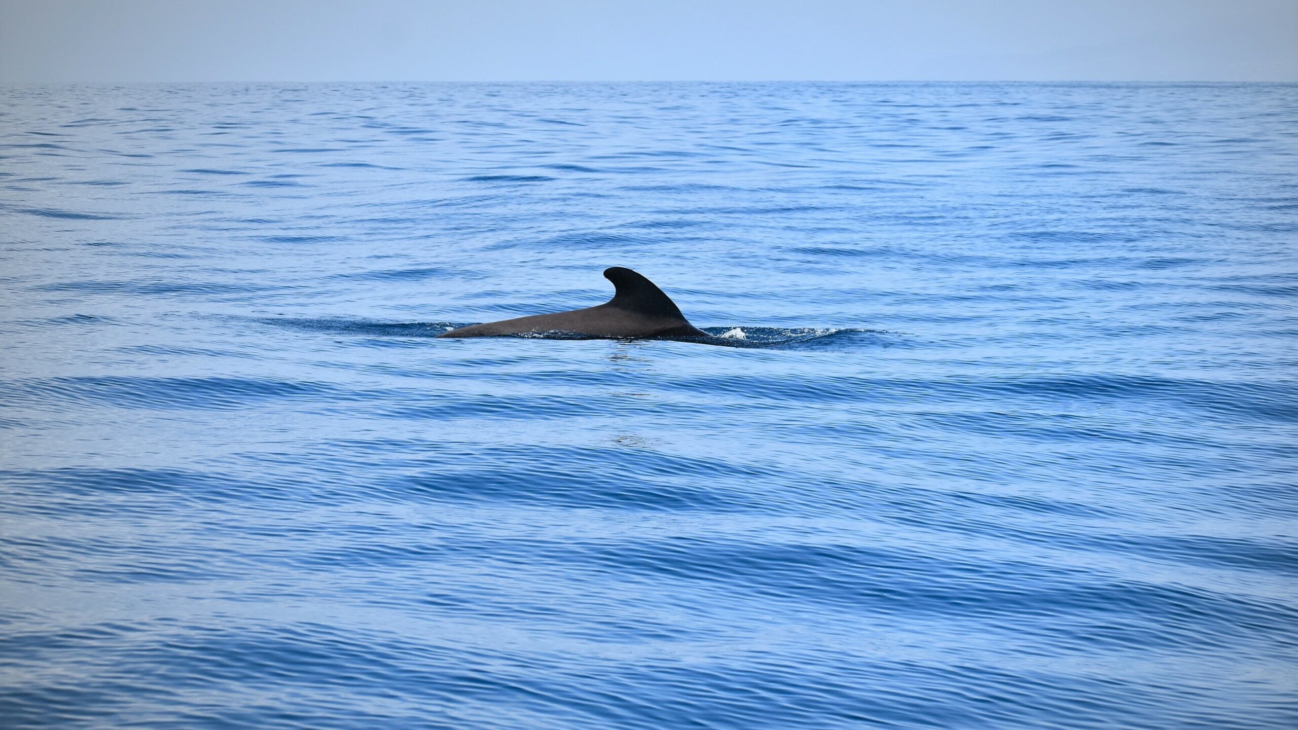 whale wise eco tours tenerife