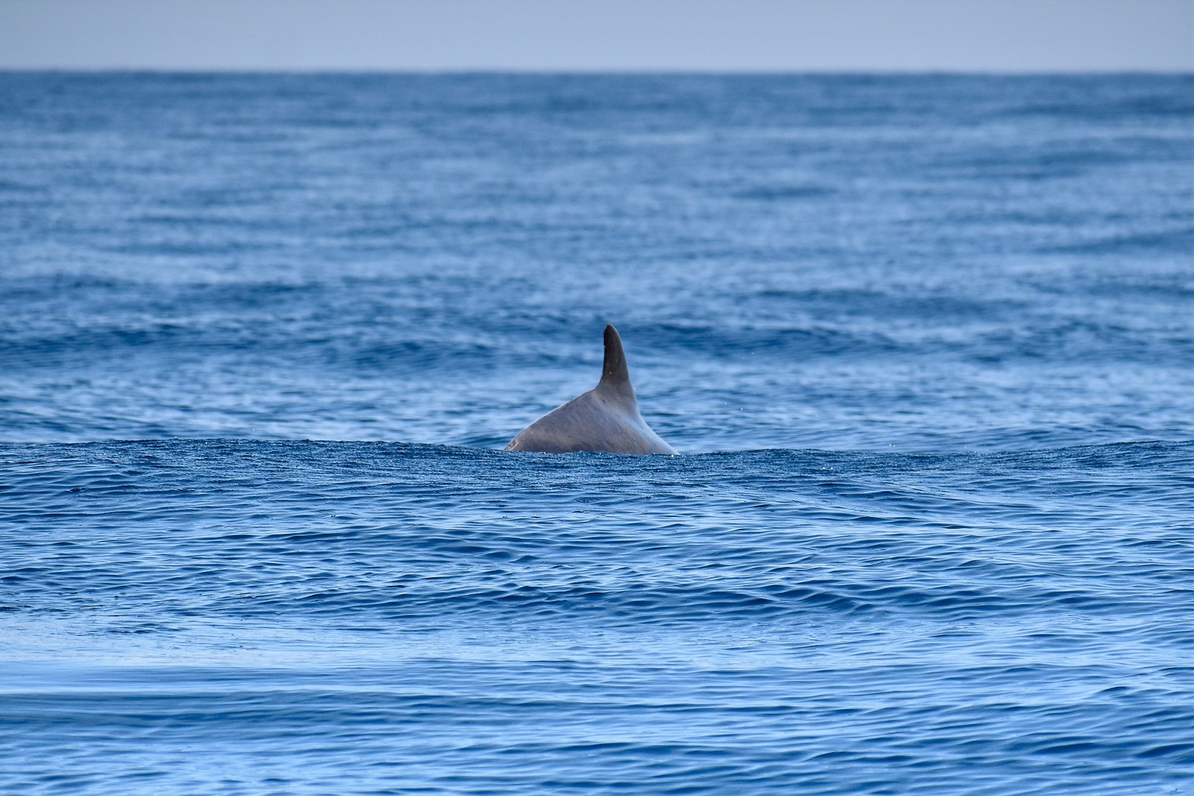 whale wise eco tours pilot whale
