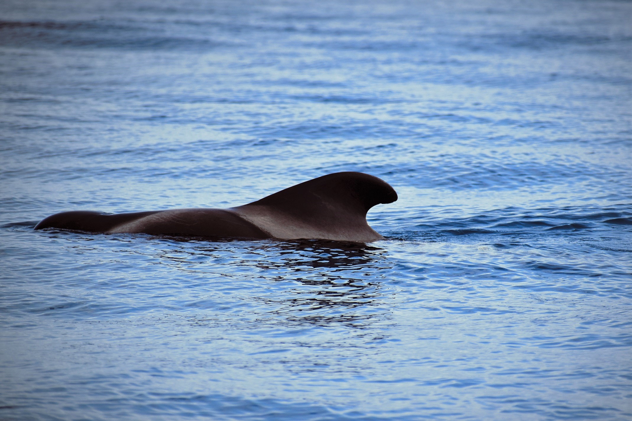 Tenerife whale watching eco tours