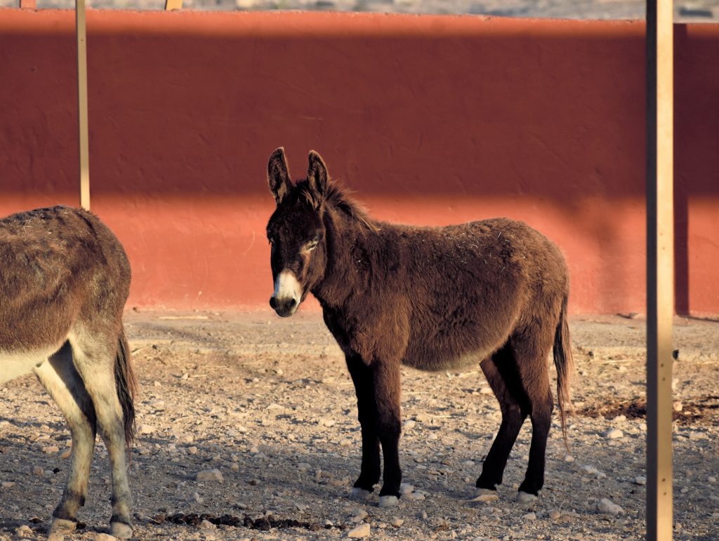 donkey at the animal academy