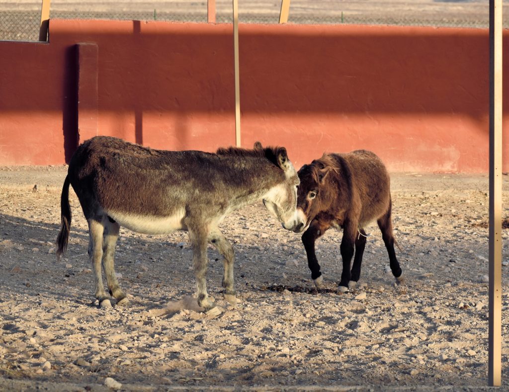 donkeys at the animal academy