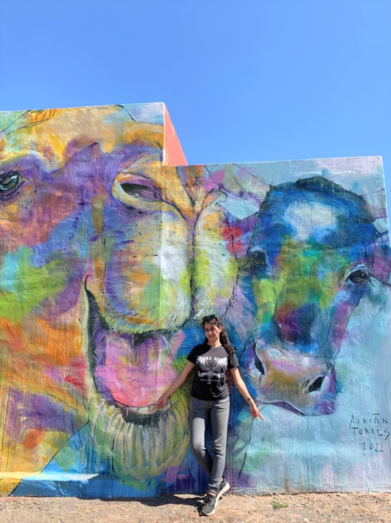 volunteering at The Animal Academy in Fuerteventura