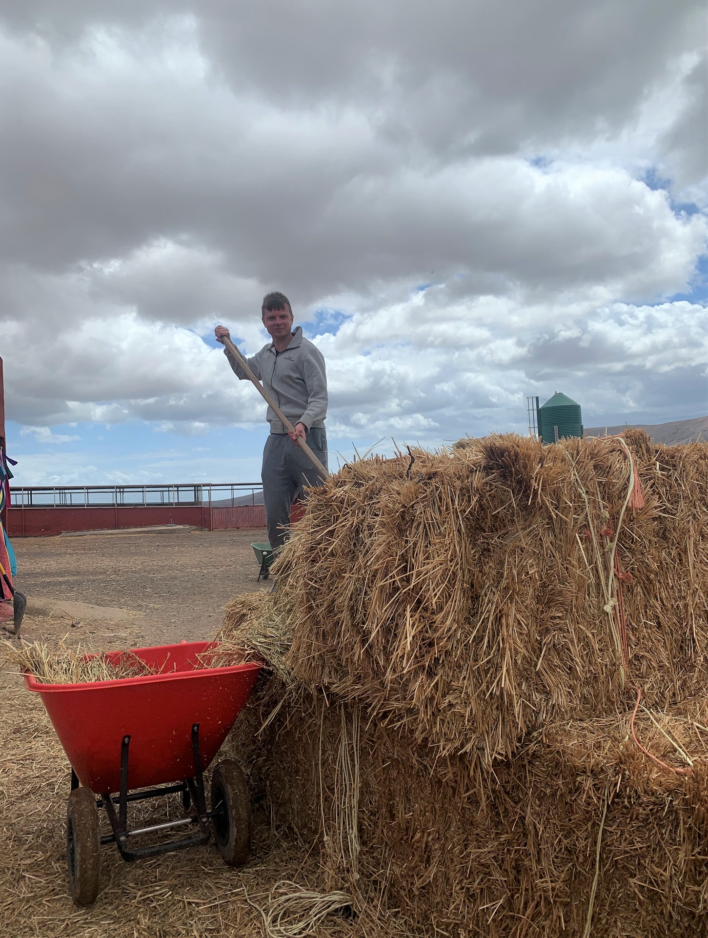 volunteering at the animal academy fuerteventura - collecting grass for the animals.