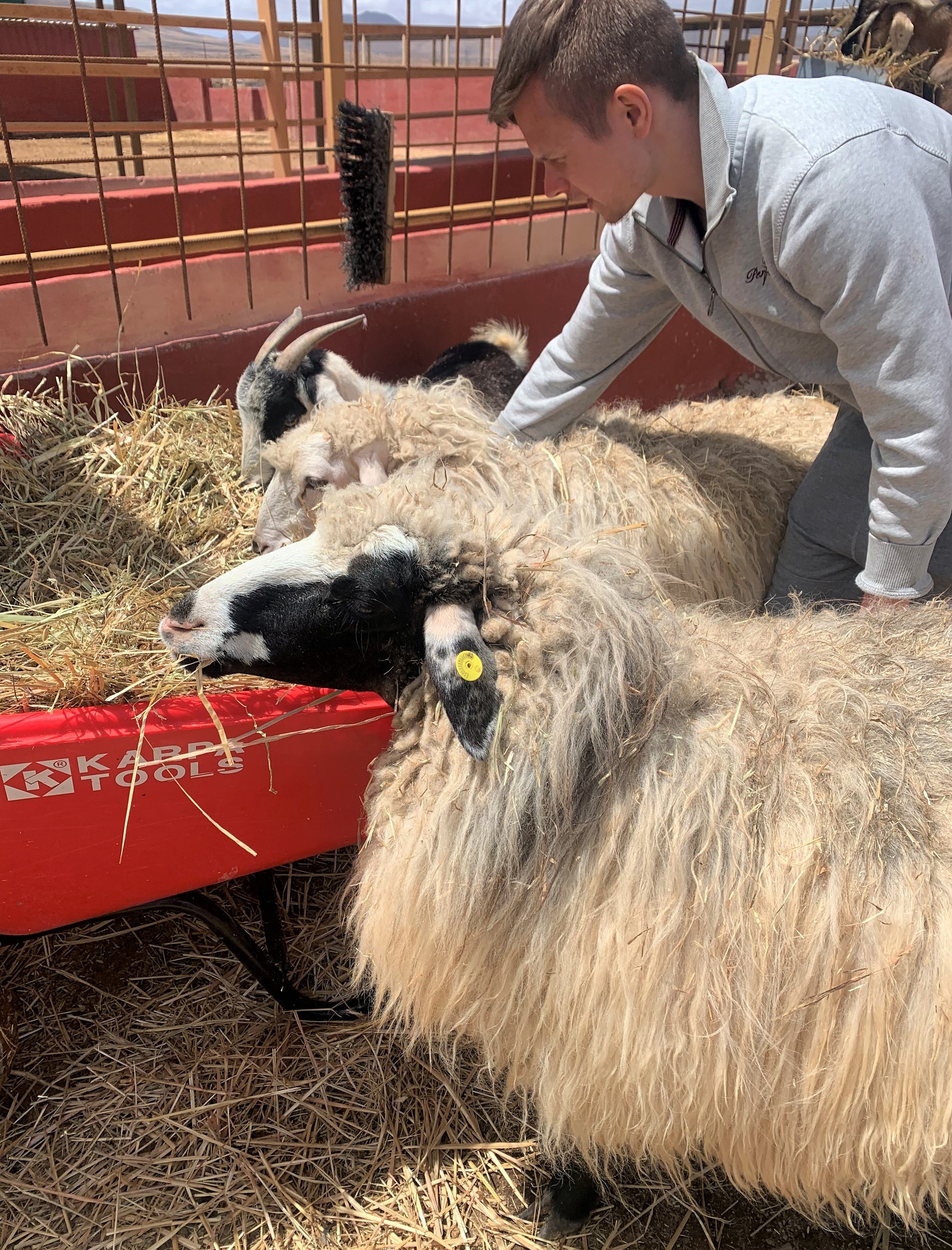 volunteering at the animal academy fuerteventura - collecting grass for the goats and sheep.