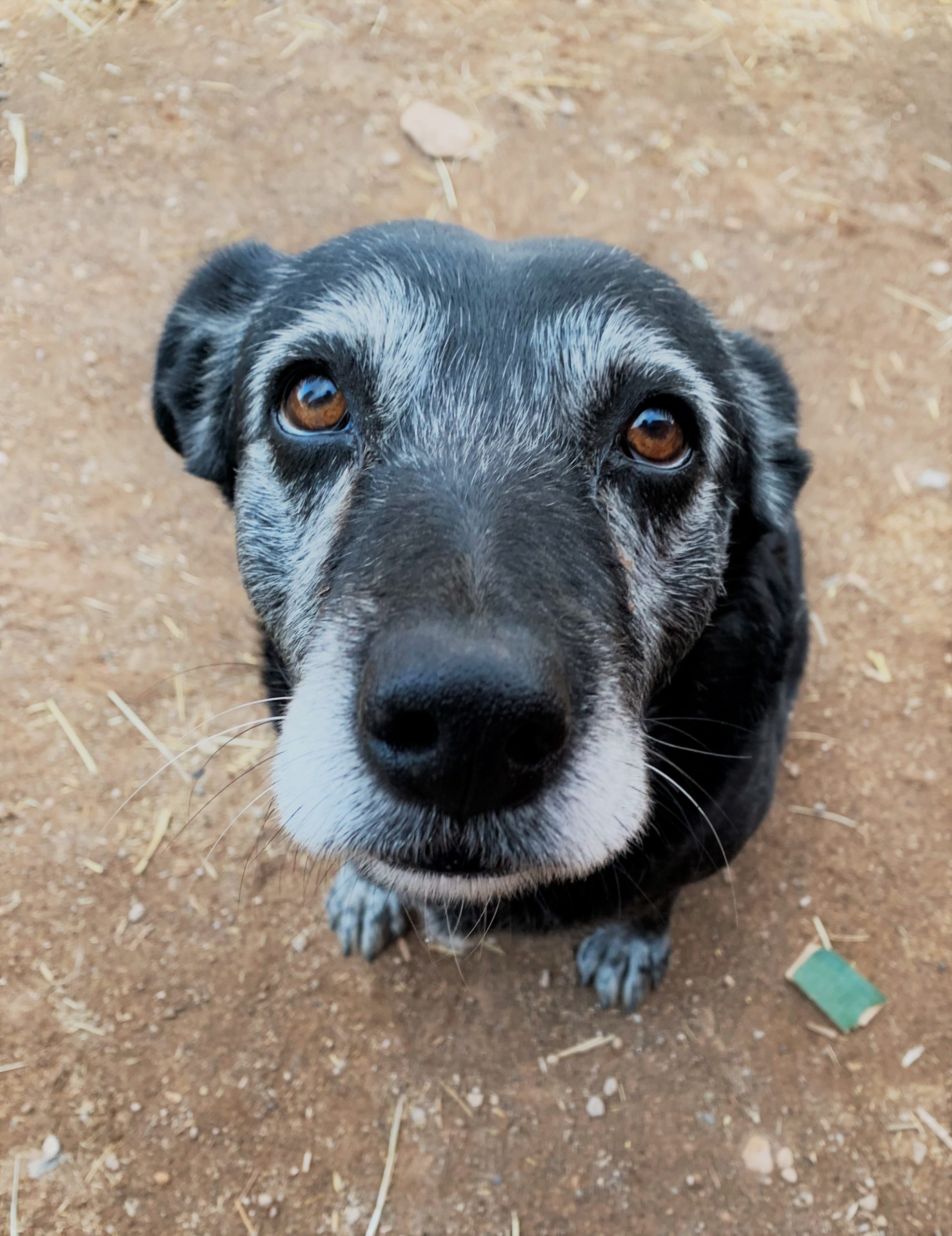 dog at the animal academy Fuerteventura