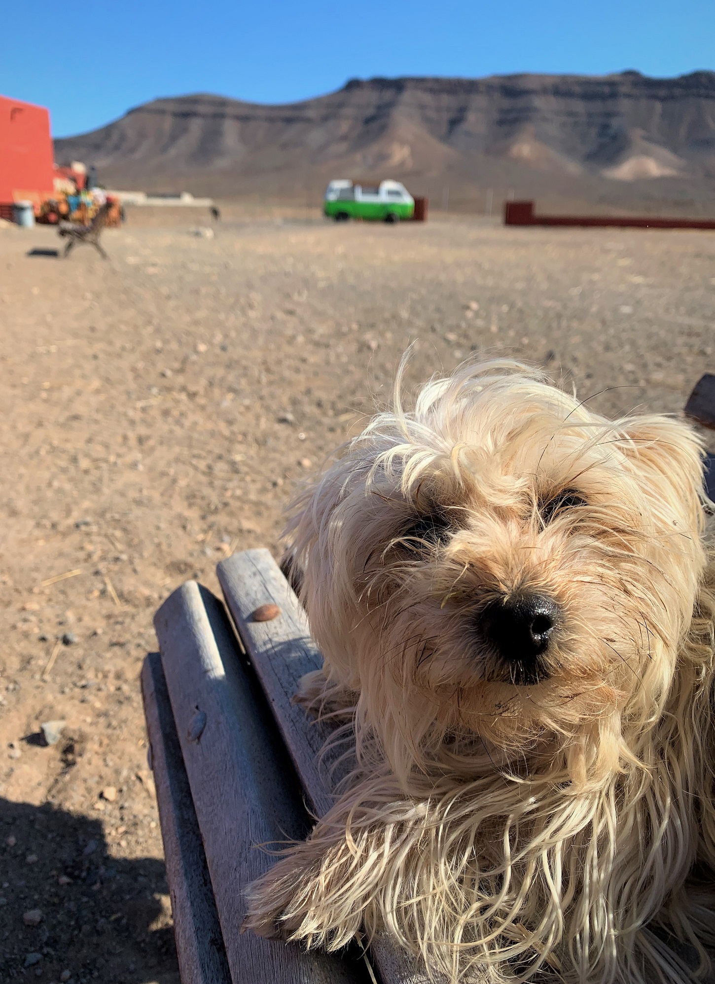 the animal academy Fuerteventura