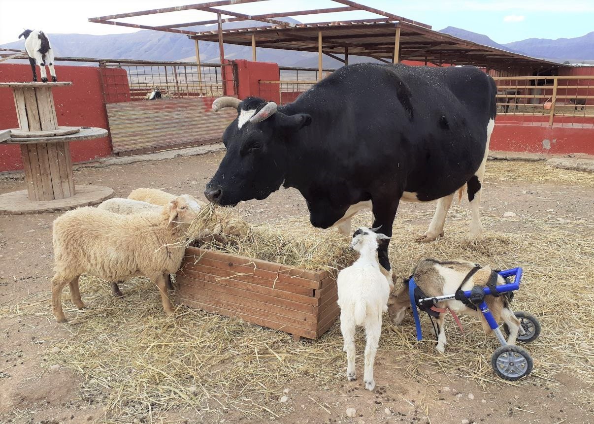 Samantha cow and goats at the animal academy