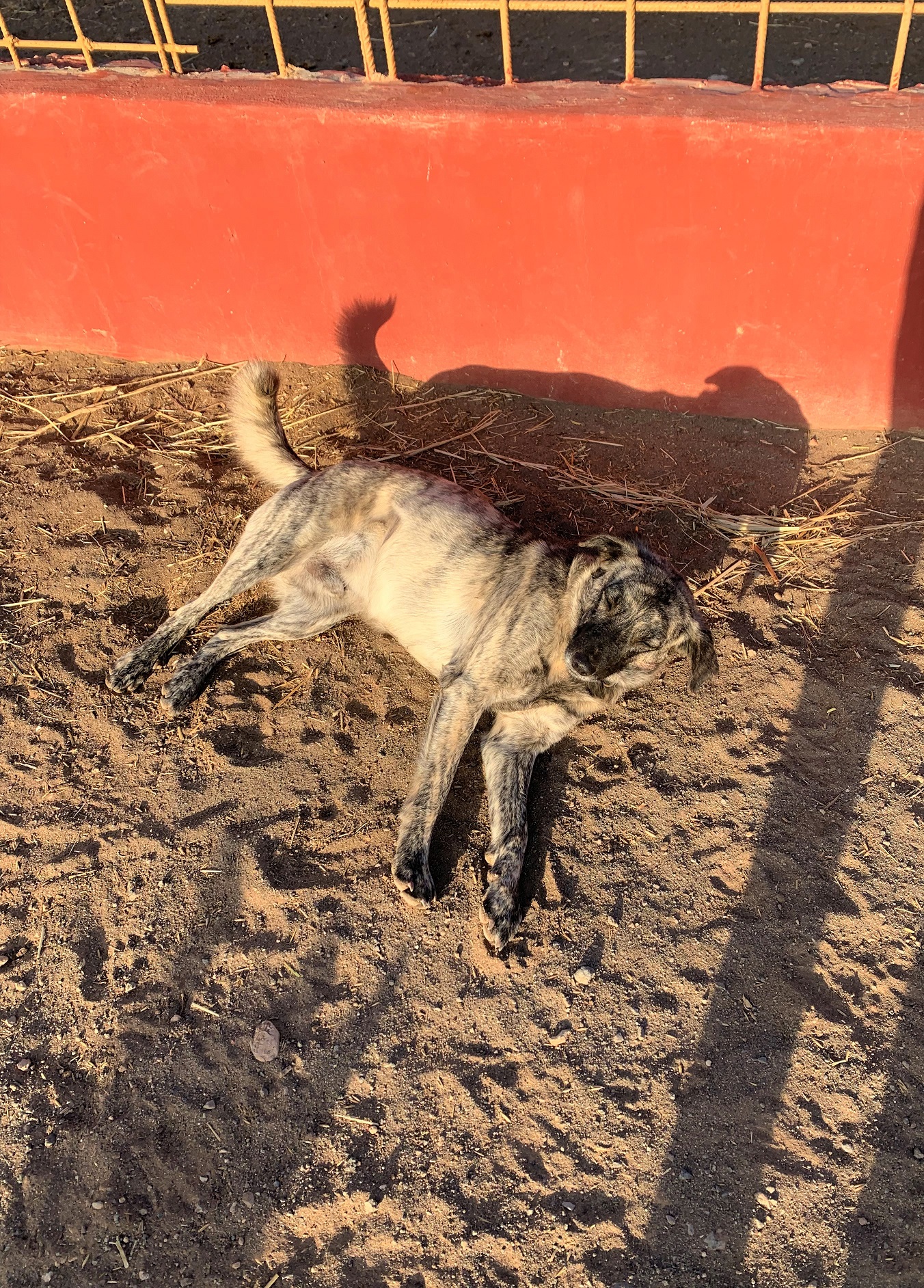 the animal academy Fuerteventura