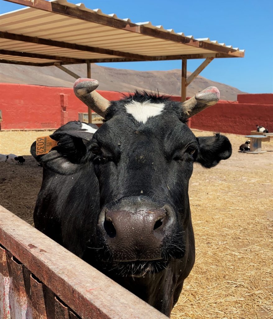 samantha the cow at the animal academy refugio